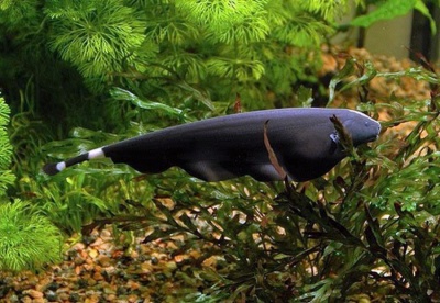 Рыба-нож чёрный (SM)